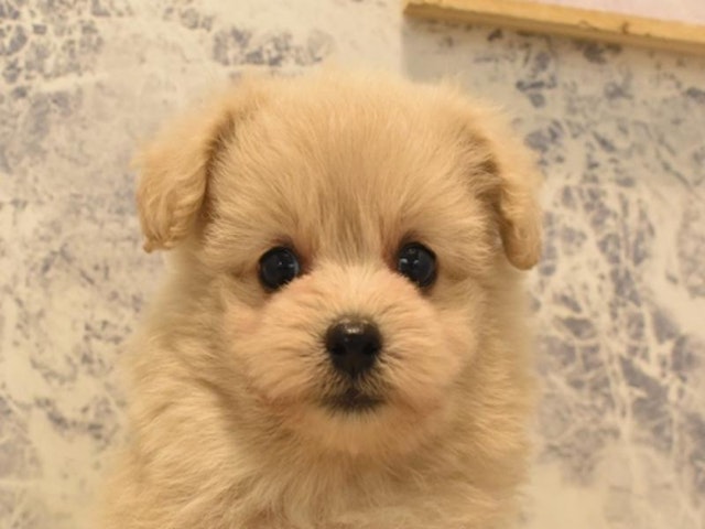 東京都のハーフ犬 (ペッツワン町田多摩境店/2024年3月17日生まれ/女の子/クリーム)の子犬
